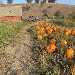 Zeller’s Farms - Pumpkins - fall 2023