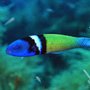 Photo of Exotic Aquatics
