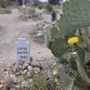 Boothill Graveyard & Gift Shop
