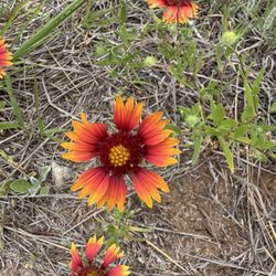 Alabaster Caverns State Park - Flowers On the trail