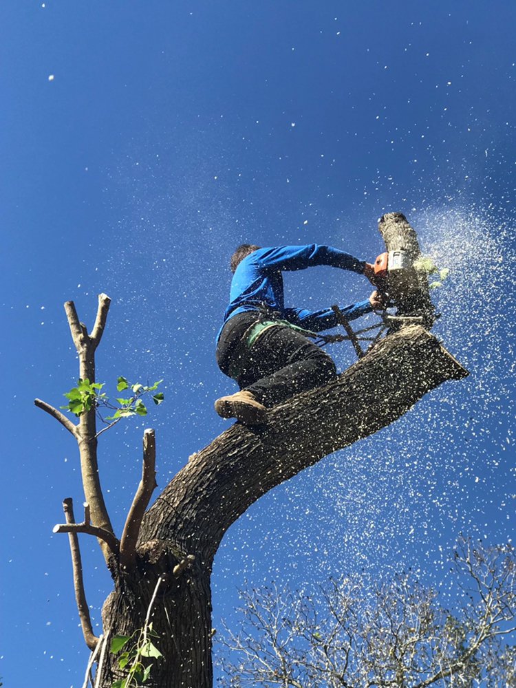 Tree Arts - tree service in Houston, TX