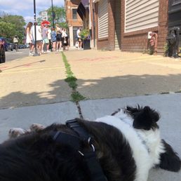Dog friendly walk up coffee shop with a good resting spot out front.