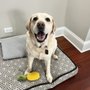 Photo of Doyle Pet Services