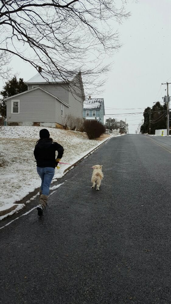 Paw Walk - pet boarding facility in Easton, PA