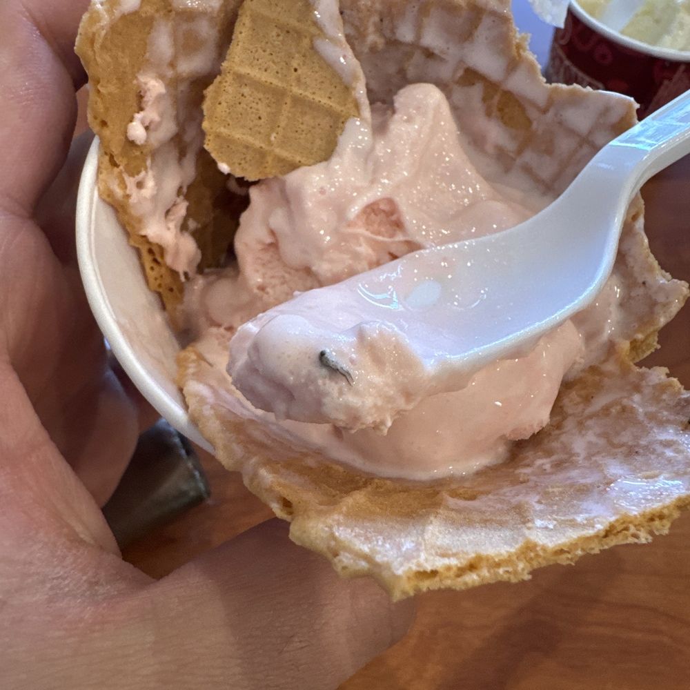 Fly in the ice cream