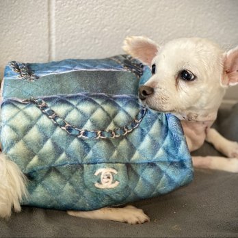 Stitches Veterinary Surgery - Surgery scars healing up beautifully - Veterinarians Near Me - Long Beach, California Stitches Veterinary Surgery - Surgery scars healing up beautifully - Veterinarians Near Me - Long Beach, California