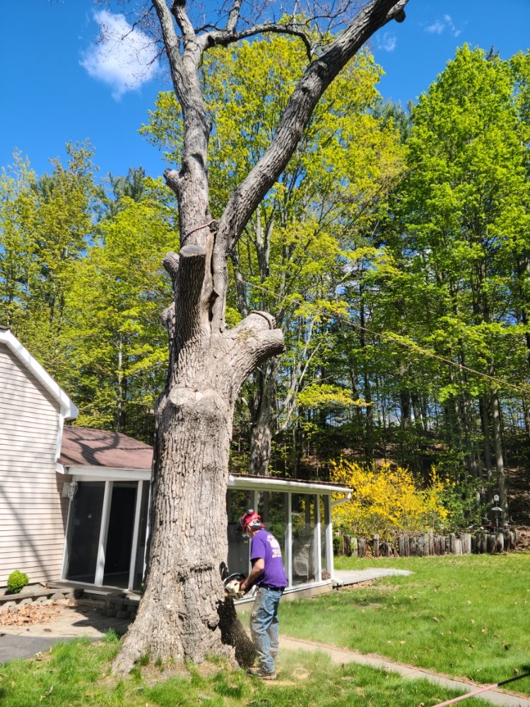 LAKES REGION TREE AND STUMP REMOVAL Updated October 2024 15 Photos