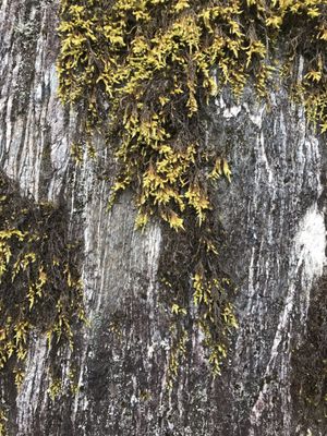 Franz Josef Glacier Guides by null