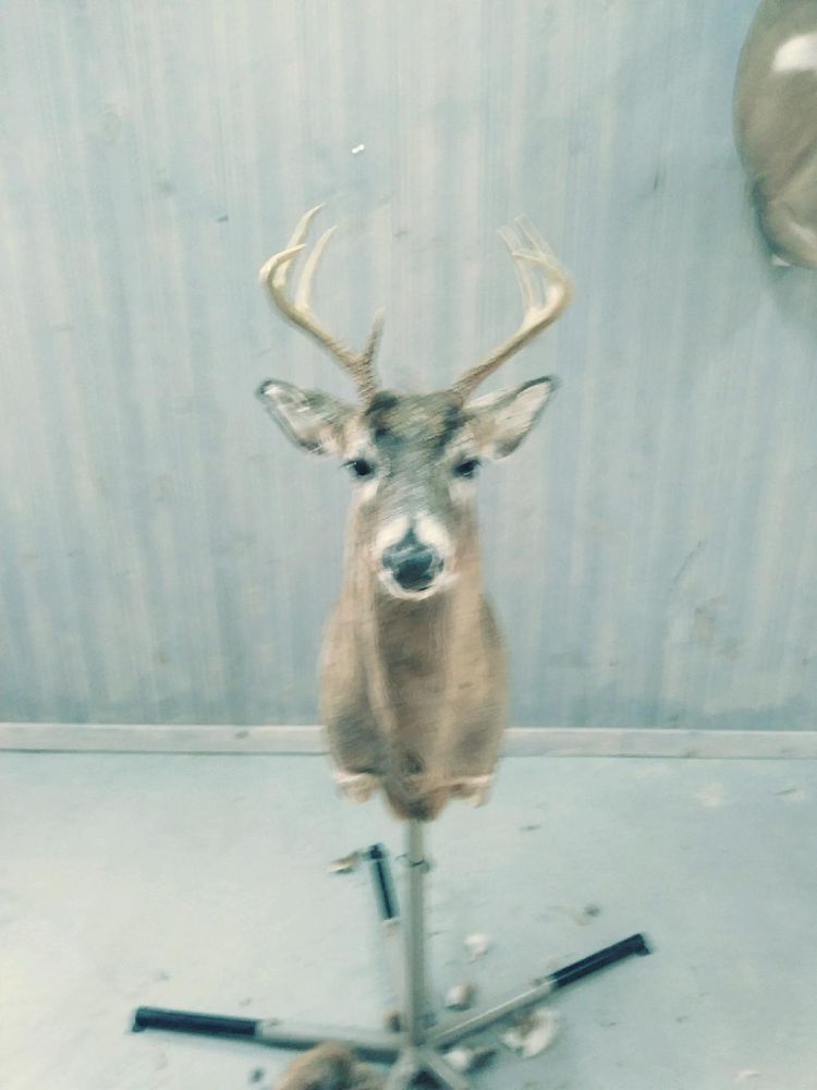 BLT Taxidermy - taxidermy in Coshocton, OH