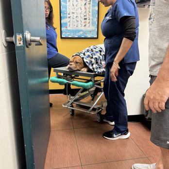 VCA Cabrera Animal Hospital - Ready for labs and X-rays. - Veterinarians Near Me - West Miami, Florida VCA Cabrera Animal Hospital - Ready for labs and X-rays. - Veterinarians Near Me - West Miami, Florida