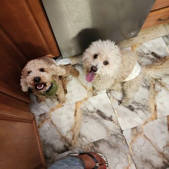 Animal Villa - Pet Sitting Near Me - Anaheim Hills, California Animal Villa - Pet Sitting Near Me - Anaheim Hills, California