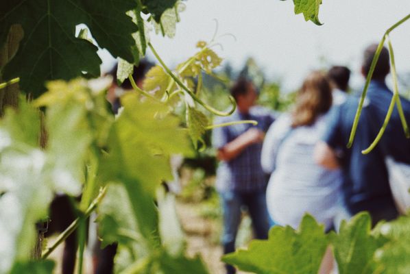 Monticello Vineyards by null