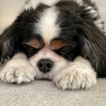 Pets Eternal Rest - Veterinarians Near Me - Walnut Creek, California
