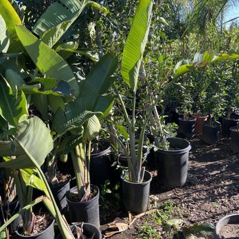 Javier's Nursery - Birds of Paradise - Nurseries & Gardening Near Me - Carson, California Javier's Nursery - Birds of Paradise - Nurseries & Gardening Near Me - Carson, California