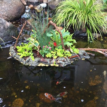 Golden Pond Water Plants - Nurseries & Gardening Near Me - Loomis, California