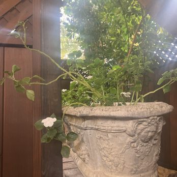 Cafe Nouveau - Patio plants. - Breakfast & Brunch Near Me - Ventura, California Cafe Nouveau - Patio plants. - Breakfast & Brunch Near Me - Ventura, California