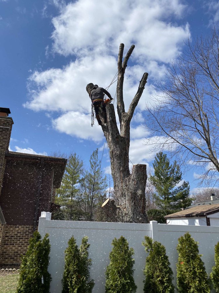 MOCA AND SON TREE SERVICE Tree Services Joliet, IL Phone Number Yelp