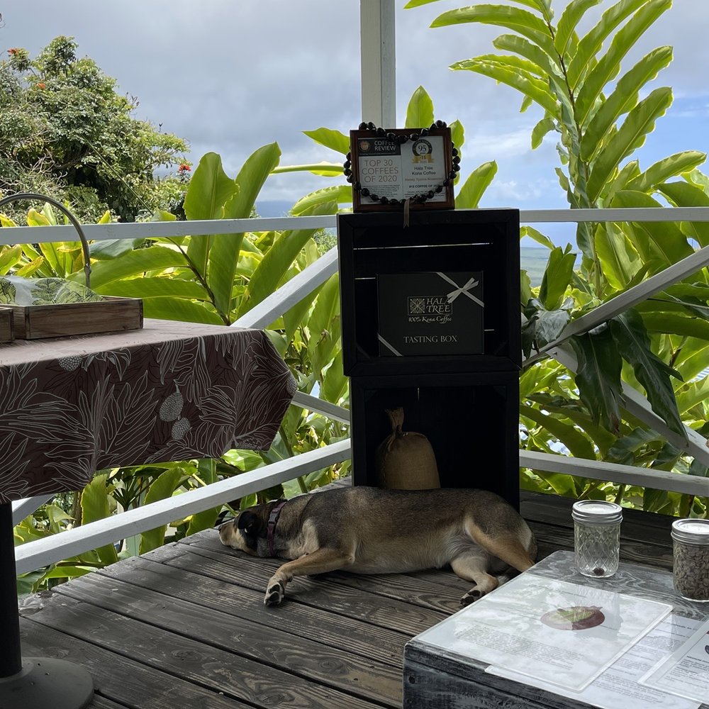 Hala Tree Coffee - The staff dog, Nala, relaxing with us while we are doing coffee tastings. The dogs help keep wild pigs away from the coffee trees. - Attraction Farms Near Me - Captain Cook, Hawaii