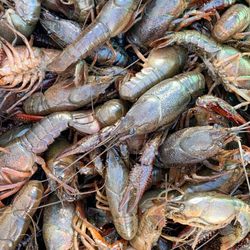 Crawdaddy Seafood Thibodaux