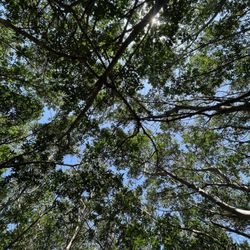 Get Up And Go Kayaking - Tampa Bay - Mangrove tunnel ceiling