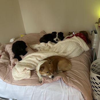 Marnie Puppins - Nap time I'm bed with humans - Pet Training Near Me Marnie Puppins - Nap time I'm bed with humans - Pet Training Near Me