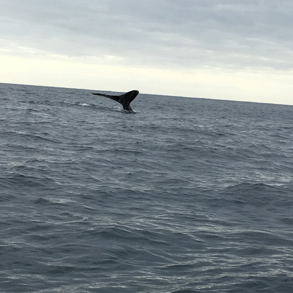Esperanza's Tours - Whale! (Jan 2017) - Boat Tours Near Me - Cabo San Lucas, BCS