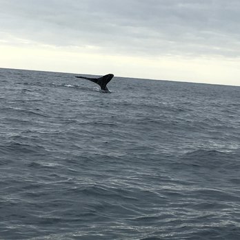 Esperanza's Tours - Whale! (Jan 2017) - Boat Tours Near Me - Cabo San Lucas, BCS