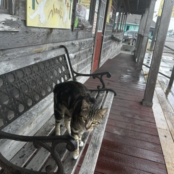 Mac's Pit Barbecue & Catering - Come visit Kiki! :) Very sweet kitty. - Barbeque Near Me - Rockport, Texas Mac's Pit Barbecue & Catering - Come visit Kiki! :) Very sweet kitty. - Barbeque Near Me - Rockport, Texas