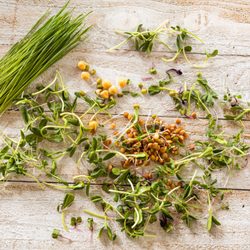 CitySide Organics