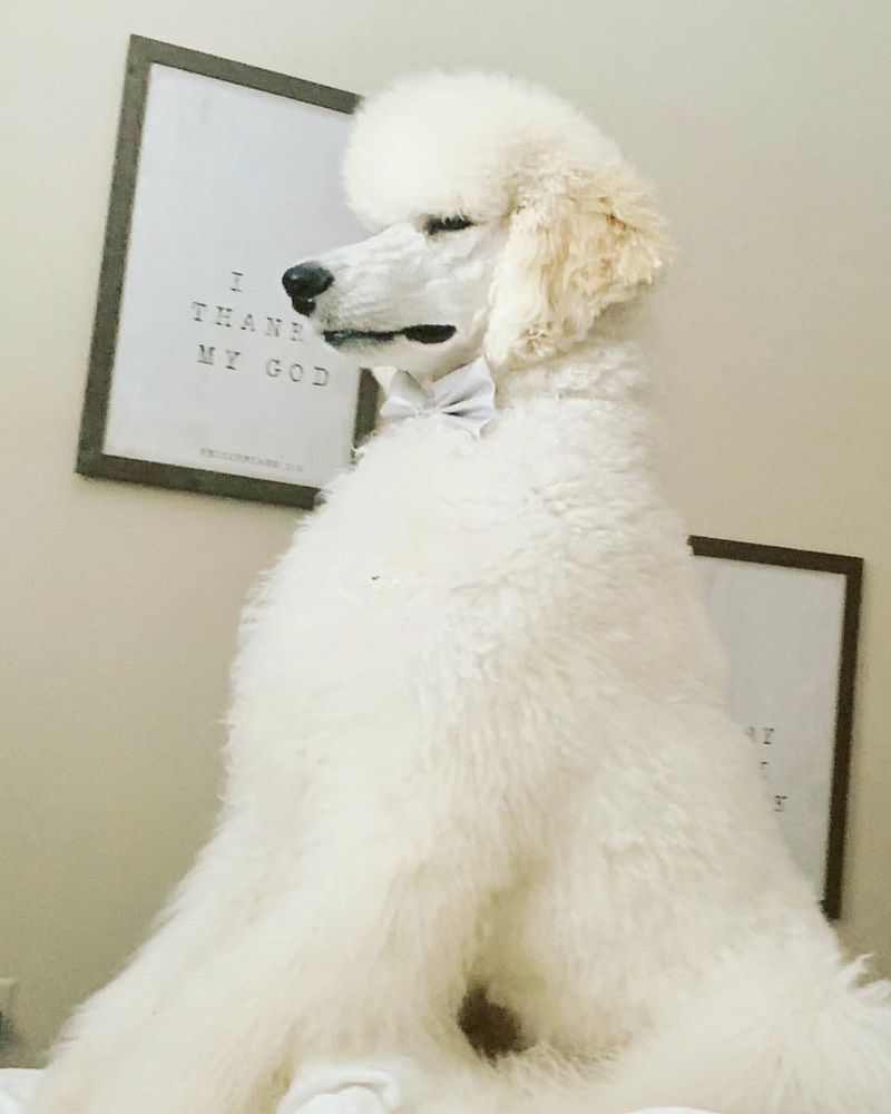 Happy Tails Pet Resort Image