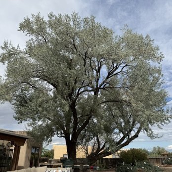 Coates Tree Service - Our huge, old Russian olive tree is strong and stable again!  Thank you Coates Tree Service! - Tree Services Near Me - Santa Fe, New Mexico