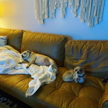 Poly & Bark - Whose couch is this anyway? - Furniture Stores Near Me - Moorpark, California