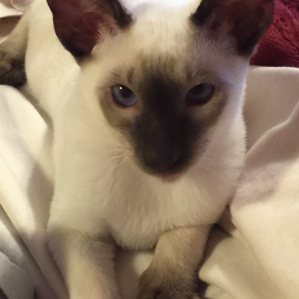 Monroe Dawn DVM - The Spazz-inator - Veterinarians Near Me - Decatur, Alabama