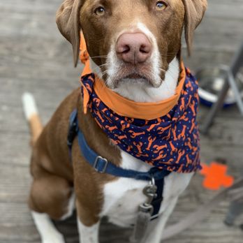 Side Street Cafe - Jake loves the Side Street patio! - American Near Me - Bar Harbor, Maine Side Street Cafe - Jake loves the Side Street patio! - American Near Me - Bar Harbor, Maine