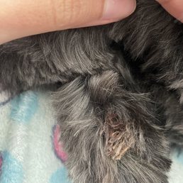 Dried blood around his dew claw nail Dried blood around his dew claw nail