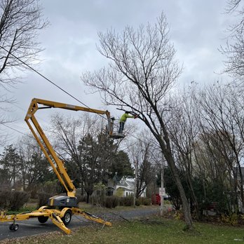 Ridge Tree Services - Trees over power lines I will do to - Tree Services Near Me Ridge Tree Services - Trees over power lines I will do to - Tree Services Near Me