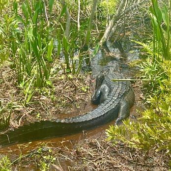 Crazy Gator Airboat Tours - Boat Tours Near Me - Saint Cloud, Florida Crazy Gator Airboat Tours - Boat Tours Near Me - Saint Cloud, Florida