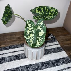 Oak Creek Plants & Flowers - Caladium Hilo Beauty