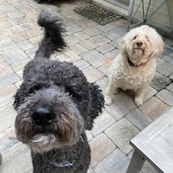Pawsitive Pet Care