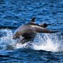 Photo of Roger's Glass Bottom Boat Tours