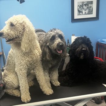 Perfect Pups Spa - Pet Groomers Near Me - Simi Valley, California Perfect Pups Spa - Pet Groomers Near Me - Simi Valley, California