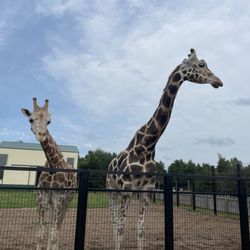 Safari North Wildlife Park - Friendly giraffes