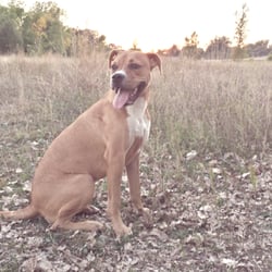 Victory Prairie Off-Leash Recreation Area - My dog at one of her favorite places. The Victory Prairie Dog Park!