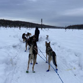 Alaskan Husky Adventures - Best thing ever! - Sledding Near Me - Willow, Alaska