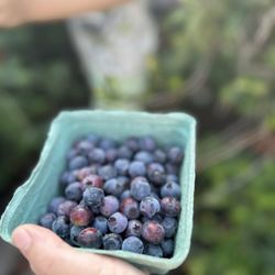 Lighthouse Community Garden - Blueberry picking