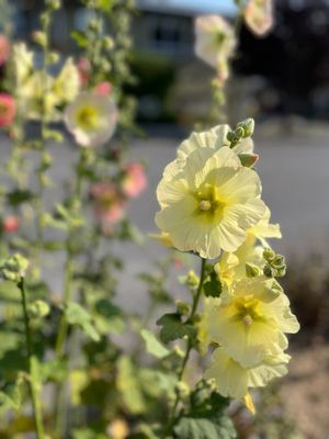 The Orcas Island Historical Museum by null