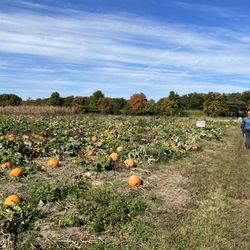 Enjoy Pioneer Farm - Pumpkin patch