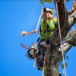 ArborMaster Tree Service