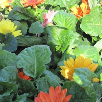 Azalea Mall Garden Center Nurseries Gardening 4800 Azalea Mall Garden Center Nurseries