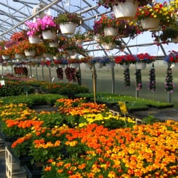 Simpson F C Lime - Gramma's Greenhouse